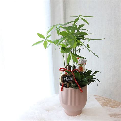 居家植栽風水|打造綠生活新藍海！永綠首創植栽保養品 開啟植物保養新觀念